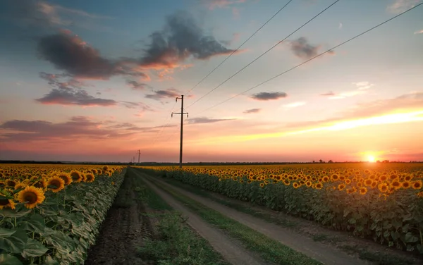Цветущее поле подсолнухов на вечернем небе заката, сельское хозяйство Стоковая Картинка