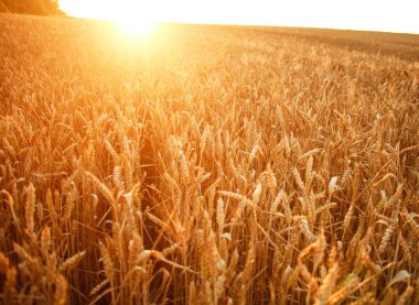 Şafak güneş ışığı ışınları büyüyen alanda buğday Olgun kulakları