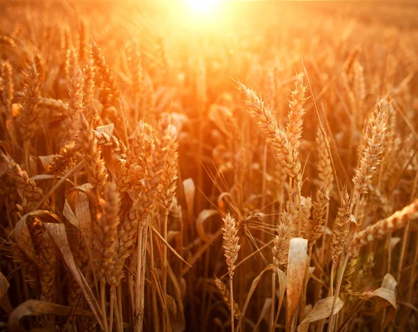 Las espigas maduras del trigo en el campo de cultivo en los rayos de la luz del sol del amanecer —  Fotos de Stock