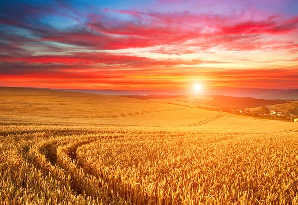 Impressive dramatic sunset over field of ripe wheat