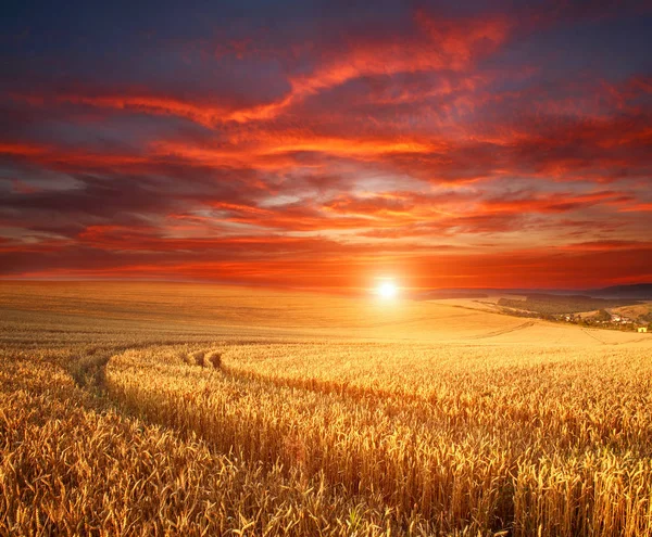 成熟小麦田上令人印象深刻的戏剧性日落 — 图库照片
