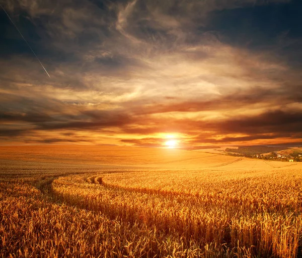 Impressive dramatic sunset over field of ripe wheat — Stock Photo, Image