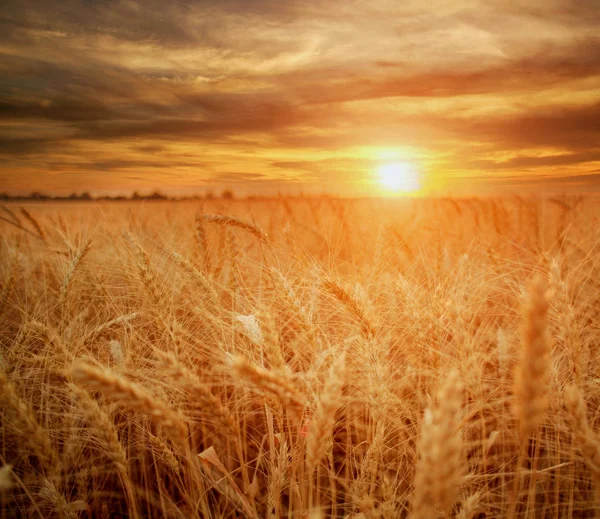 Пшеничне поле стиглі зерна і стебла пшениці на фоні драматичного — стокове фото