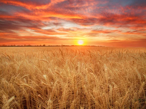 Пшеничное поле спелые зерна и стебли пшеницы на заднем плане драматические Лицензионные Стоковые Изображения
