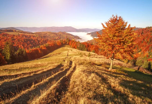 Gün batımında dağlarda Sonbahar renkli manzara — Stok fotoğraf
