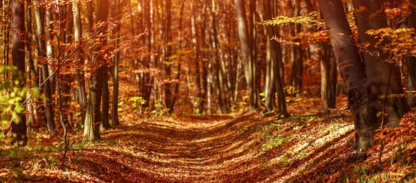 Follaje amarillo caído en el bosque de otoño, sobre el fondo de los árboles —  Fotos de Stock