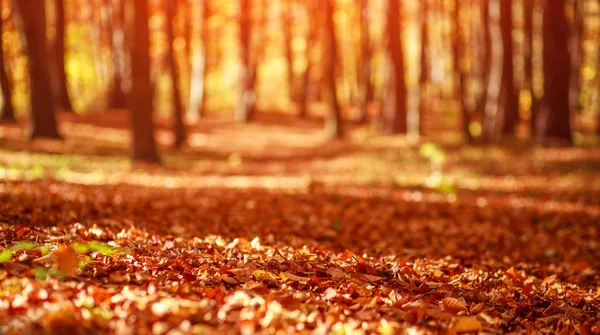 Follaje amarillo caído en el bosque de otoño, sobre el fondo de los árboles —  Fotos de Stock