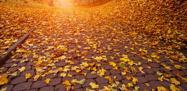 Follaje amarillo caído en el parque de otoño —  Fotos de Stock