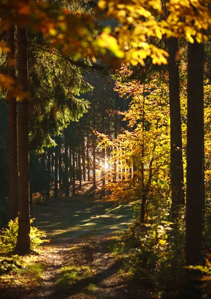 Colorido bosque otoñal con hojas amarillentas a la luz del atardecer —  Fotos de Stock