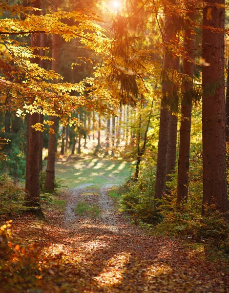 Colorido bosque otoñal con hojas amarillentas a la luz del atardecer —  Fotos de Stock