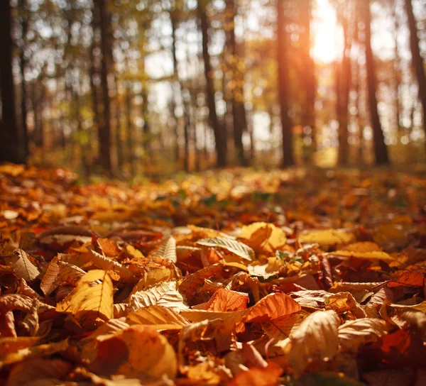 Sonbahar orman manzarası günbatımında ağaçların yapraklarını sarardı. — Stok fotoğraf