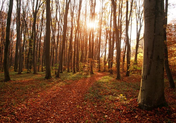 Otoño bosque paisaje amarillento follaje de los árboles en la puesta del sol —  Fotos de Stock