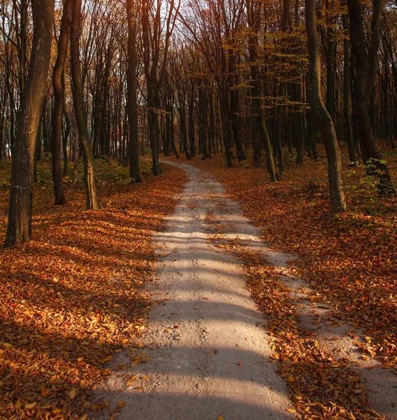 Otoño bosque paisaje amarillento follaje de los árboles en la puesta del sol —  Fotos de Stock