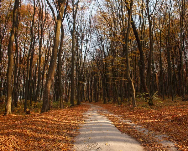 Paisagem florestal de outono folhagem amarelada de árvores ao pôr do sol — Fotografia de Stock