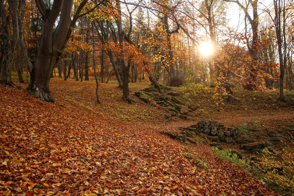 Herfst bos landschap vergeelde gebladerte van bomen bij zonsondergang — Stockfoto