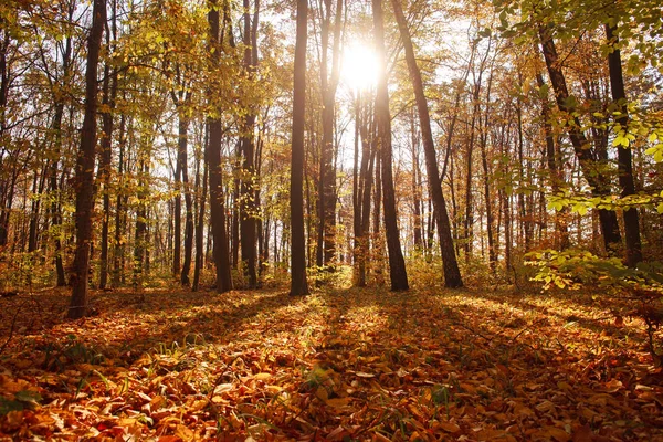 Herbst Waldlandschaft vergilbtes Laub der Bäume im Sonnenuntergang — Stockfoto