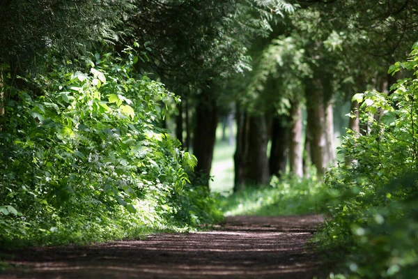 Trail Path Green Forest Park Tourism Hiking Trips Outdoors — Stock Photo, Image