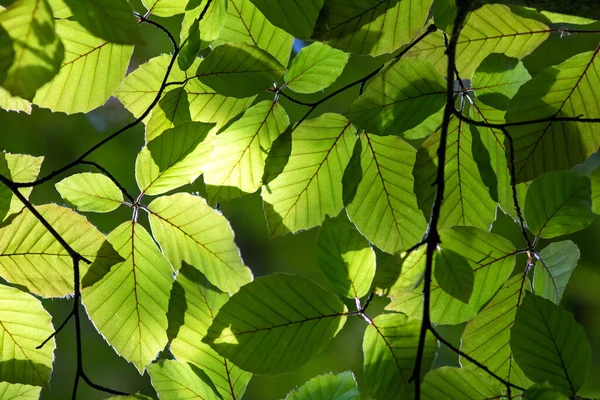 Grünes Laub Den Bäumen Des Sommerwaldes Hintergrund Der Natur — Stockfoto