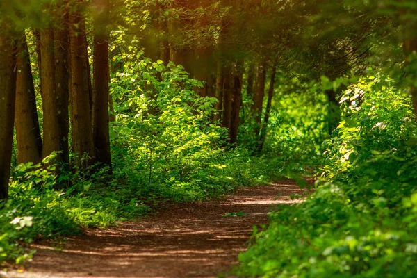 Trail Path Green Forest Park Tourism Hiking Trips Outdoors — Stock Photo, Image