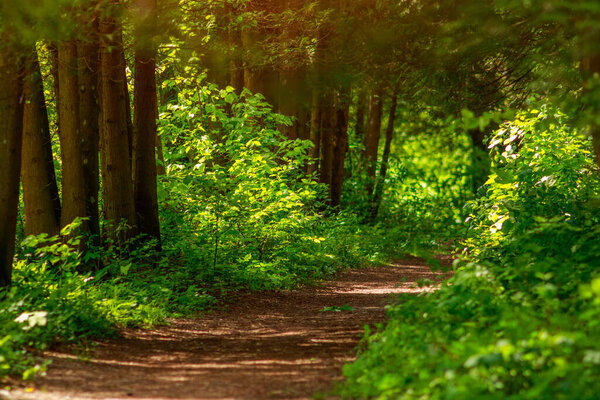 Trail path in the green forest park, tourism and hiking trips outdoors