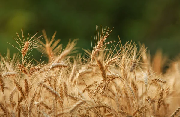 落日的天空背景下 金黄色成熟小麦穗的闭合田 — 图库照片