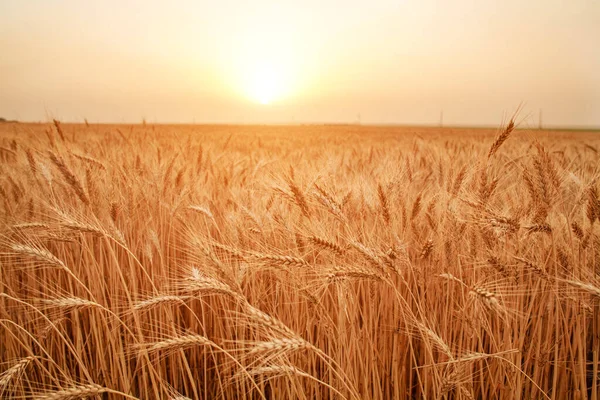 Closeup Field Golden Yellow Ripe Growing Ears Wheat Sunset Sky — Stock Photo, Image