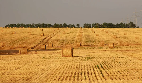 Bales Harvested Dry Straw Dry Yellow Wheat Field Harvested — Stock Photo, Image