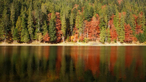 Fundo Floresta Outono Árvores Coníferas Perto Lago Montanha Com Reflexão — Fotografia de Stock