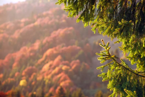 Achtergrond Van Herfst Kleurrijke Bos Groene Dennenboom — Stockfoto