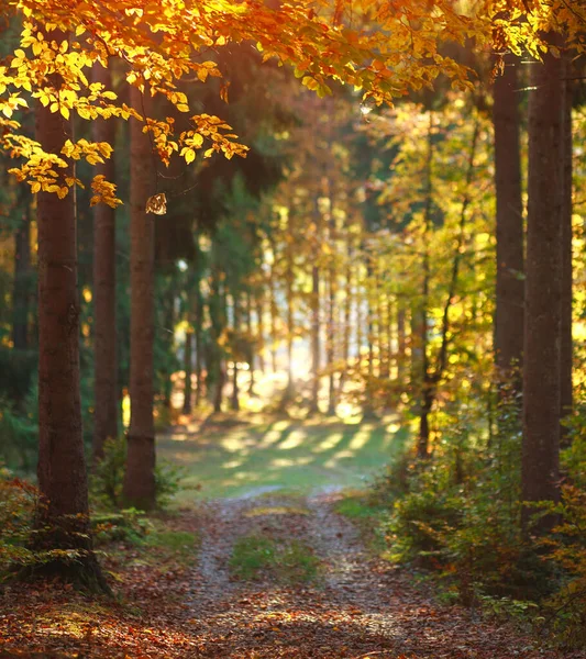 Camino Colorido Bosque Otoñal Luz Del Sol —  Fotos de Stock