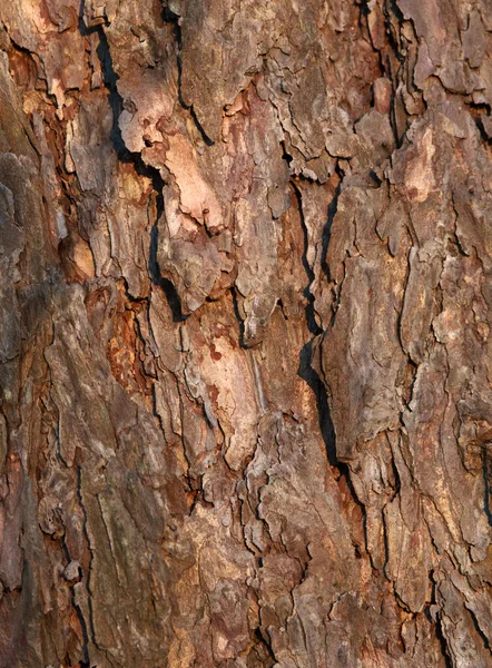 Ağaç Kabuğu Arkaplanı Yakın Doğal Desenli Fon Malzemesi — Stok fotoğraf