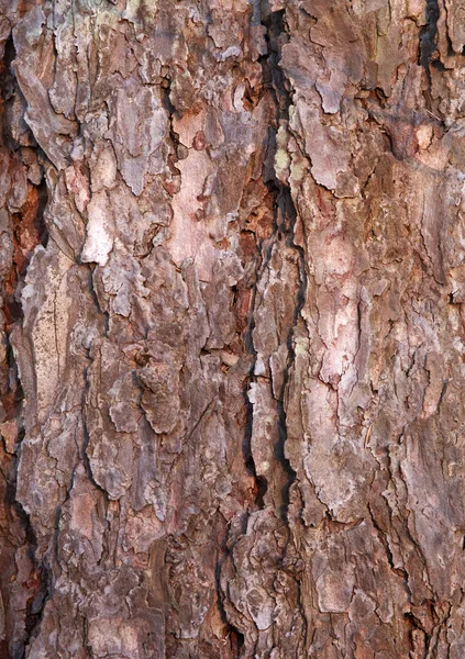 Strom Kůra Pozadí Zblízka Přírodní Texturované Pozadí Materiál — Stock fotografie