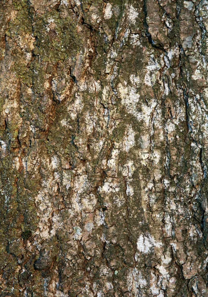 Кора Дерева Крупним Планом Природний Текстурований Фон Матеріал — стокове фото