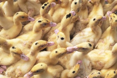 Genç siyah noktaları ile ördek sarı ...                                                                                                                                                           