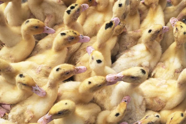 Genç siyah noktaları ile ördek sarı ...                                                                                                                                                           