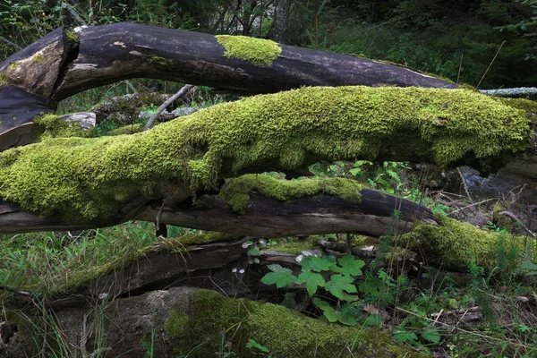 Musgo Verde Troncos Árboles Hermoso Bosque — Foto de Stock