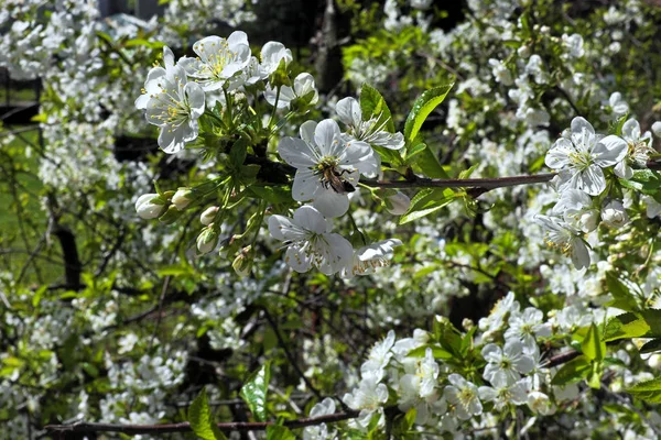 Fiori Ciliegio Bellissimi Fiori Una Mattina Sole — Foto Stock