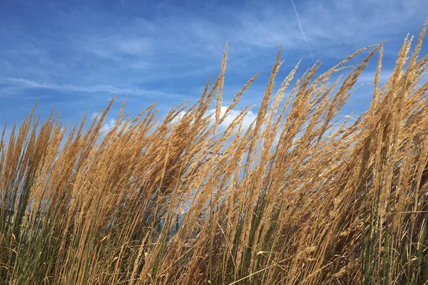 Ornamental Grass Often Grows Urban Flower Beds — Stock Photo, Image