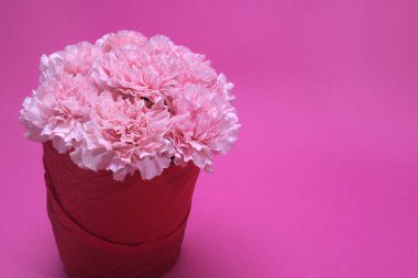 Pembe buket, çiçek karanfilleri ...