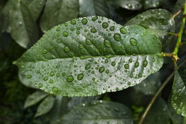 Yağmurdan sonra bir yaprağa su damlıyor. ...