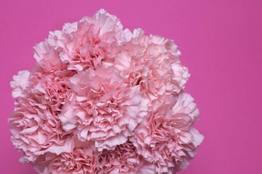 Pembe arka planda bir buket pembe karanfil. ...