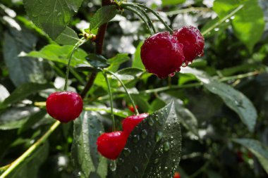 Çiyli ağaçta olgun kirazlar yağmur damlalarıyla ...