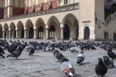 Krakow şehrindeki şehir kuşları ...