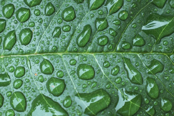 Fundo Fragmento Uma Folha Verde Com Gotas Água — Fotografia de Stock