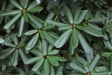 Rododendron yaprakları, tatlı yeşil ...