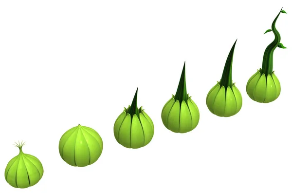 Pflanzenknospen Grüne Knospen Sprießen Illustration Waagerecht Isoliert Über Weiß — Stockfoto