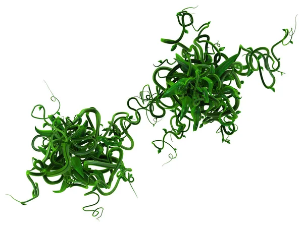 Pflanze Reben Grün Wachsend Verdrehte Blätter Kerntrauben Illustration Horizontal Isoliert — Stockfoto