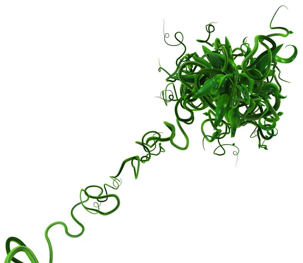 Plant Vines Green Growing Twisting Leaf Core Far Illustration Horizontal — Stock Photo, Image