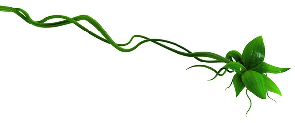 Рослинні Лози Зелені Ростуть Закручені Кінцеві Листя Ілюстрація Горизонтальні Ізольовані — стокове фото