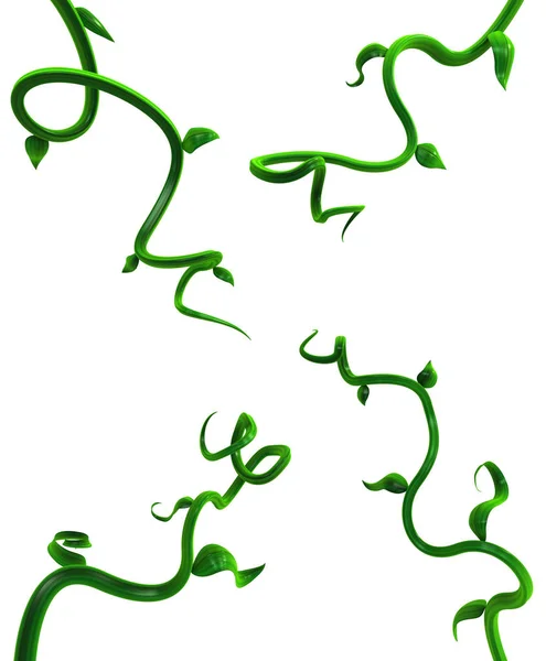 Plant Vines Green, Leaf Four Twisting — Stock Photo, Image